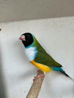 Gouldamadine, Dieren en Toebehoren, Vogels | Overige Vogels, Mannelijk, Tropenvogel