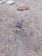 Een mechels koekoek haan, Dieren en Toebehoren, Pluimvee