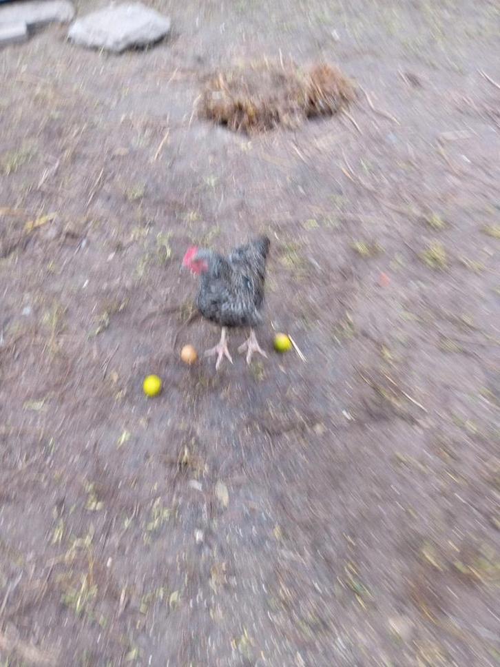 Een mechels koekoek haan, Dieren en Toebehoren, Pluimvee