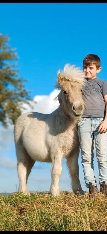 Muchroom shetlander veulen NSPS stamboek kinderpony  beschikbaar voor biedingen