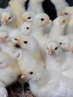 Kuikens Poule de Bresse, Dieren en Toebehoren, Pluimvee