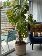Plant, Ophalen