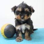 Yorkshire Terrier - Belgische pup te koop, Dieren en Toebehoren, CDV (hondenziekte), Meerdere, België, Reu