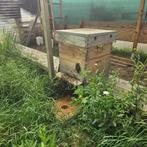 apiculteurs, matériel apicole + colonies
