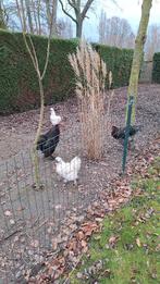 Gratis Brahma en zijdehoender hanen, Dieren en Toebehoren, Pluimvee
