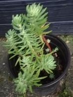 Echange ou vend sédum rupestre, Jardin & Terrasse, Plantes | Jardin, Plein soleil, Enlèvement, Plante fixe, Été