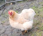4Poules pekin +2 coqs, Animaux & Accessoires