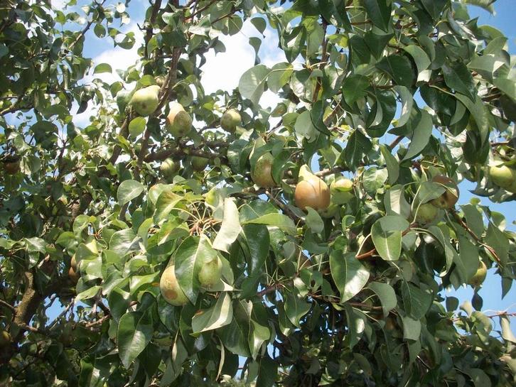 PARTICULIER HUIS T'KOOP GEVRAAGD omg.stabroek/kapelle/zandvl, Immo, Huizen en Appartementen te koop, Antwerpen (stad), 500 tot 1000 m²