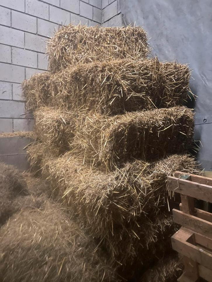 Mooi goud geel stro, Dieren en Toebehoren, Dierenvoeding, Vee, Ophalen of Verzenden