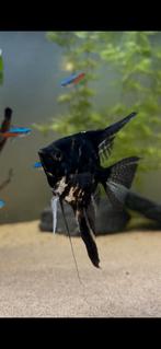 Compleet aquarium!, Dieren en Toebehoren, Vissen | Aquariumvissen