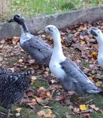 Jong onverwant koppel Huttegemse eenden., Dieren en Toebehoren, Pluimvee