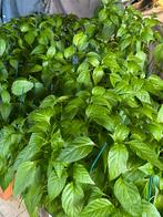 planten, Ophalen
