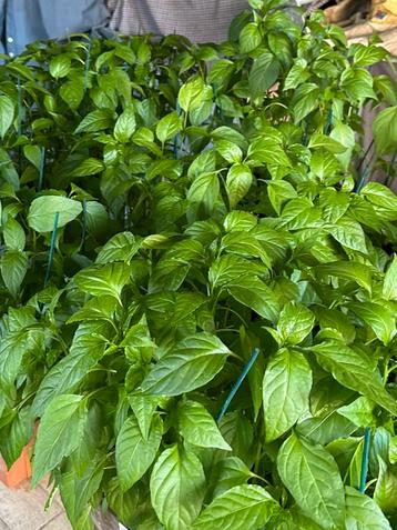 planten  beschikbaar voor biedingen