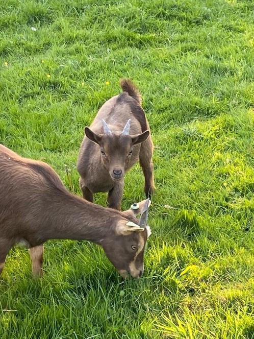 Dwerggeiten bokje, Dieren en Toebehoren, Schapen, Geiten en Varkens, Geit, Mannelijk, 0 tot 2 jaar