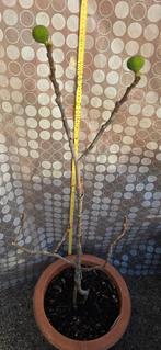 Figuier Ficus Carica "BROWN TURKEY", Jardin & Terrasse, Figuier, En pot, Plein soleil, Enlèvement