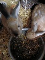 Dwergkonijnen, Dieren en Toebehoren, Konijnen, Mannelijk, Klein, 0 tot 2 jaar