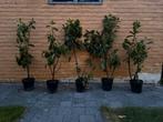 Laurier haagplanten 1m, Tuin en Terras, Planten | Struiken en Hagen, Ophalen, Laurier, Haag, Minder dan 100 cm