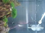 Endler guppy baby mix, Dieren en Toebehoren, Vis, Zoetwatervis