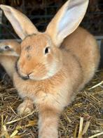 Dwergkonijn, Dieren en Toebehoren, Konijnen, Dwerg
