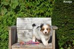 Blue Merle Tricolor Border Collie pups, Colley, Plusieurs, Parvovirose, Belgique