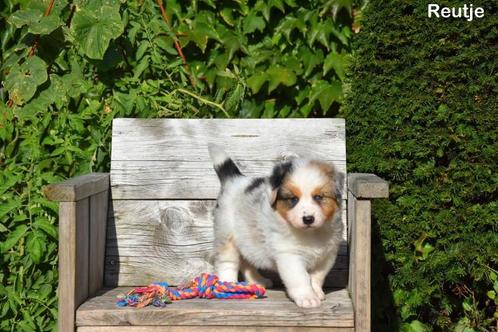 Blue Merle Tricolor Border Collie pups, Animaux & Accessoires, Chiens | Bergers & Bouviers, Plusieurs animaux, Colley, Éleveur | Professionnel