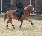 Aparte B sportpony 1.26 m, Dieren en Toebehoren, Pony's, Merrie, B, Gechipt, Springpony
