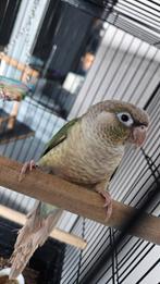 Pyrrhura Molinae koppel, Dieren en Toebehoren, Meerdere dieren