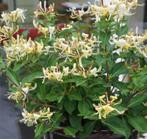 Lonicera Honey baby-Struikvormige kamperfoelie-goedgeurend!, Tuin en Terras, Ophalen of Verzenden, Zomer