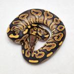 Black pastel Yb dbl het DG Hypo koningspython man, Serpent, Domestique, 0 à 2 ans