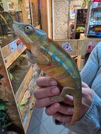 Furcifer pardalis man 1 jaar oud, Dieren en Toebehoren, Reptielen en Amfibieën, Amfibie