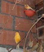 Koppel kanaries, Dieren en Toebehoren, Vogels | Kanaries