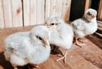 🇳🇱🐣 Opal Legbar hennen en hanen 🐣🇳🇱