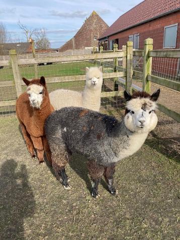 Alpacahengstjes met stamboom