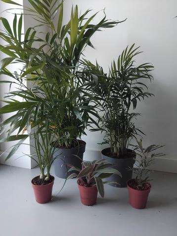 Set van 5 echte planten / kamerplanten  beschikbaar voor biedingen
