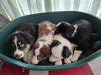 Australische Herder pups, België, 8 tot 15 weken, Meerdere, Meerdere dieren