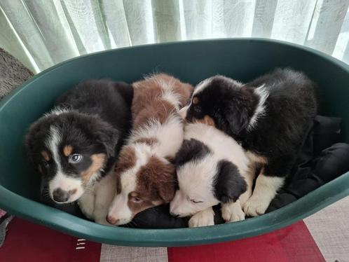 Australische Herder pups