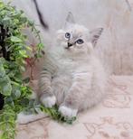 Ragdoll kitten 12 weken, Animaux & Accessoires, Chats & Chatons | Chats de race | Poil long, Chat, Vermifugé, 0 à 2 ans