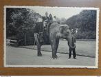 Postkaart zoo van Antwerpen, indische olifant, Non affranchie, Envoi, Anvers