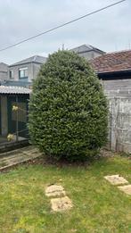 Grote Nordmannspar (zilverspar) – wintergroen, Jardin & Terrasse, Plantes | Arbres, Enlèvement