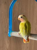 Kleine dwergpapegaai, Dieren en Toebehoren, Dwergpapegaai of Agapornis