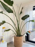 Plant 2,5 m hoog + plantenpot, Enlèvement