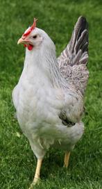 Kippen Zilverhals jonge hennen beschikbaar