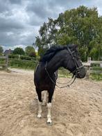 Paard/pony gezocht, Kinderen en Baby's, Speelgoed | Playmobil, Ophalen