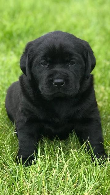 Zwarte Labrador pups beschikbaar