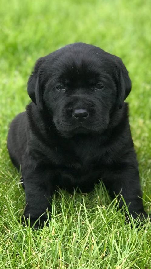 Zwarte Labrador pups beschikbaar, Animaux & Accessoires, Chiens | Retrievers, Épagneuls & Chiens d'eau, Plusieurs animaux, Labrador retriever