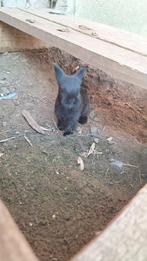Konijntjes te koop, Dieren en Toebehoren, Konijnen, Geslacht onbekend, Groot, Hangoor, 0 tot 2 jaar
