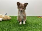 Shetland Sheepdog pups, 8 tot 15 weken, CDV (hondenziekte), Meerdere, Meerdere dieren