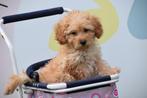 Poedel pups verschillende kleuren en prijs klasse, Dieren en Toebehoren, Poedel, 8 tot 15 weken, Buitenland, CDV (hondenziekte)