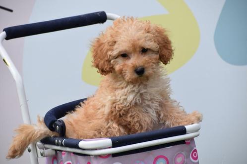 Poedel pups verschillende kleuren en prijs klasse, Dieren en Toebehoren, Honden | Chihuahua's en Gezelschapshonden, Meerdere dieren