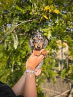 Mooie kortharige dwergteckel, Dieren en Toebehoren, Honden | Teckels en Dashonden, België, Reu, CDV (hondenziekte), 8 tot 15 weken